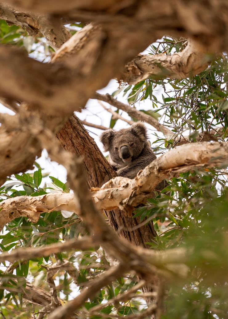 新南威尔士州，塔尼尔巴湾，提力加力居留地保护区 © Rob Mulally 版权所有