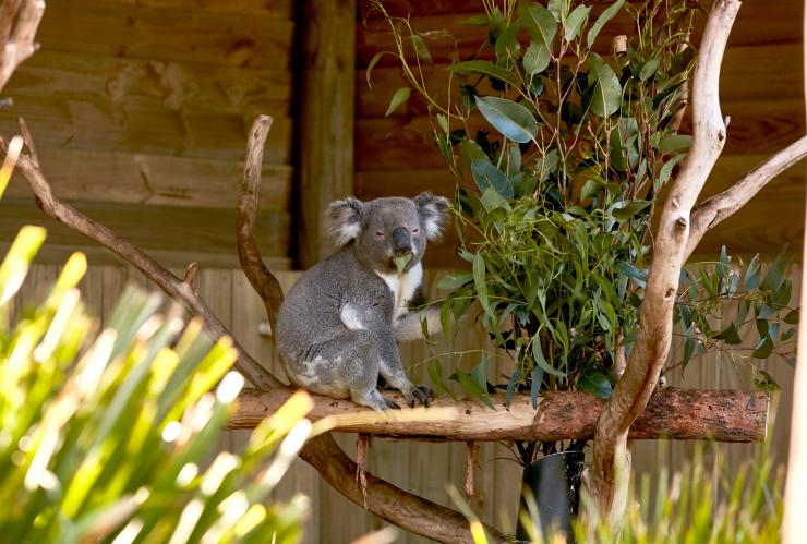 新南威尔士州，依拉瓦拉地区的海伦斯堡，辛比欧野生公园内在吃桉树叶的可爱考拉 © 新南威尔士州旅游局版权所有