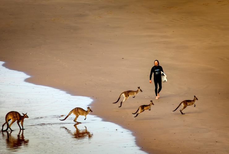 新南威尔士州，北部海岸，考夫斯海岸，翡翠海滩 © ST Surf Images 版权所有