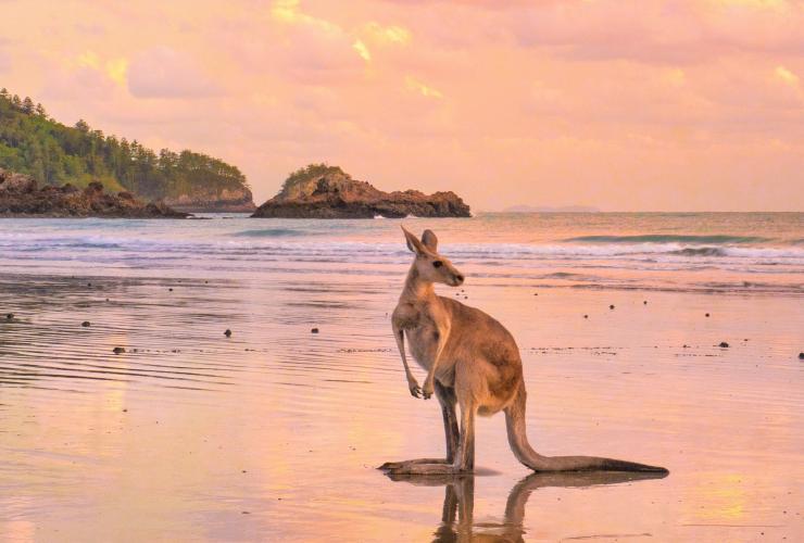 昆士兰州，希尔斯伯勒角上的袋鼠 © 昆士兰州旅游及活动推广局版权所有