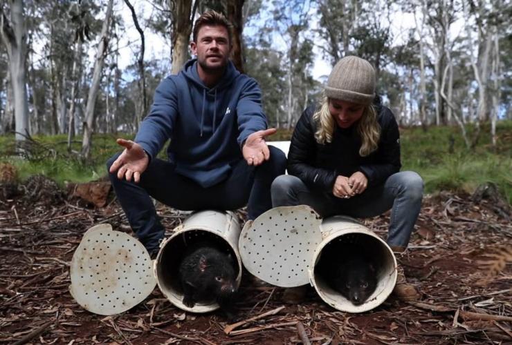 演员艾尔莎 · 帕塔基和克里斯 · 海姆斯沃斯帮忙将塔斯马尼亚恶魔放生到澳大利亚大陆的野地里。© 野生动物方舟和澳大利亚方舟版权所有