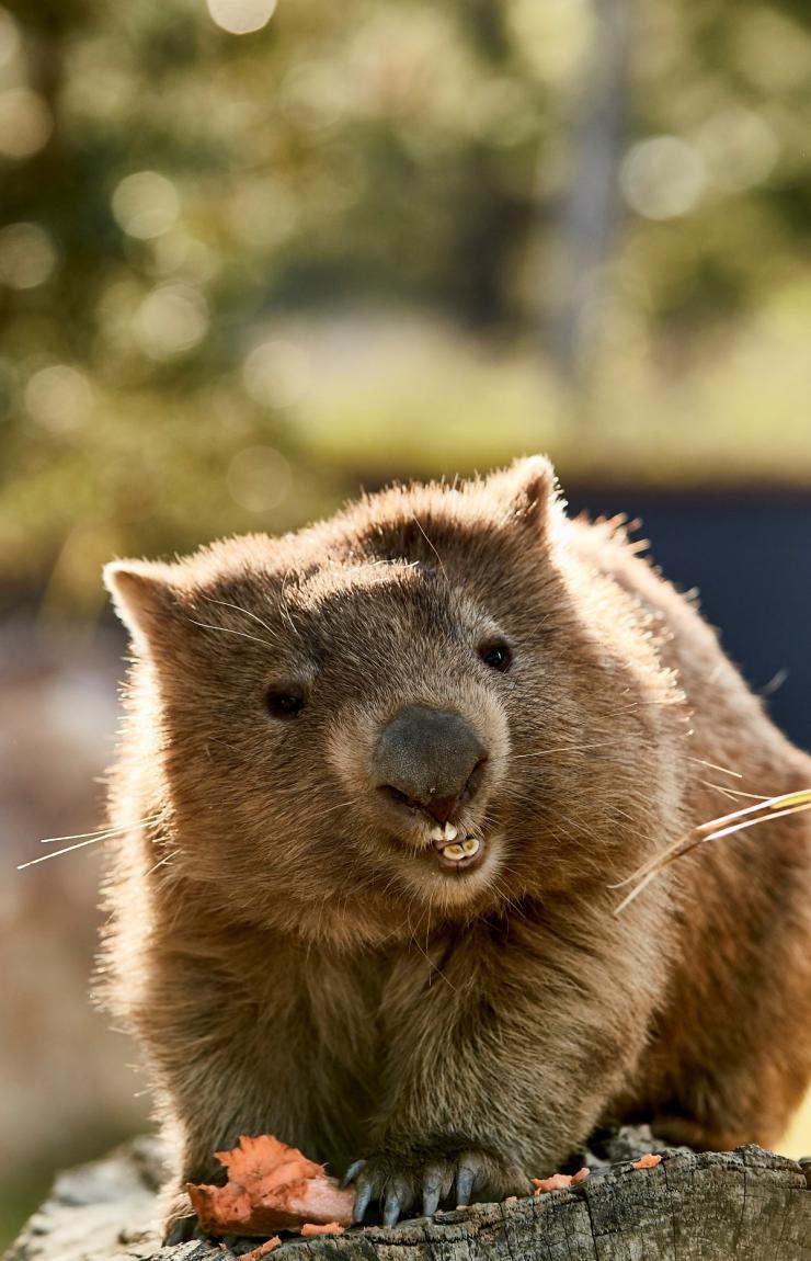 象征澳大利亚的动物图片