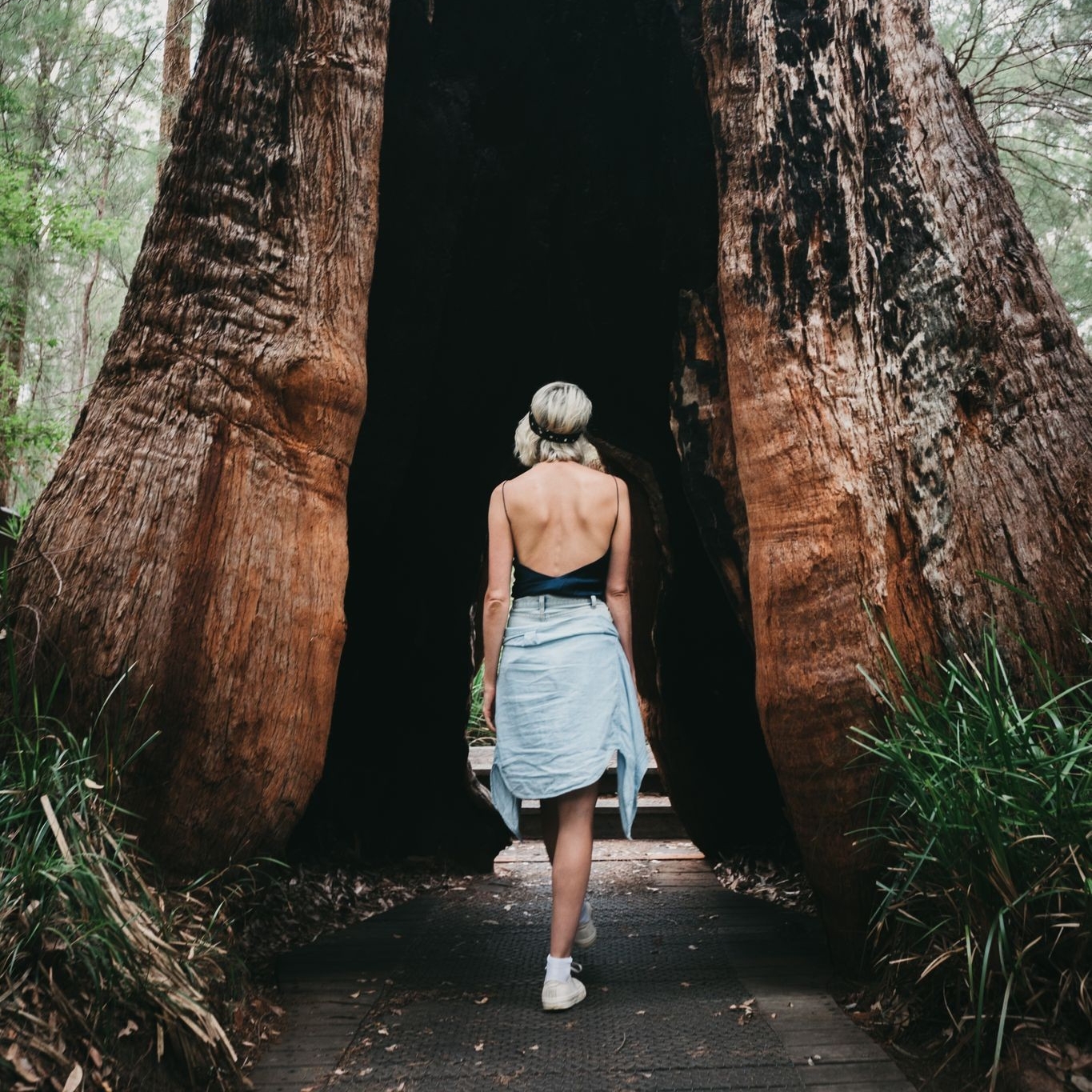 徒步穿越古树的女孩 © 澳大利亚西南部旅游局版权所有