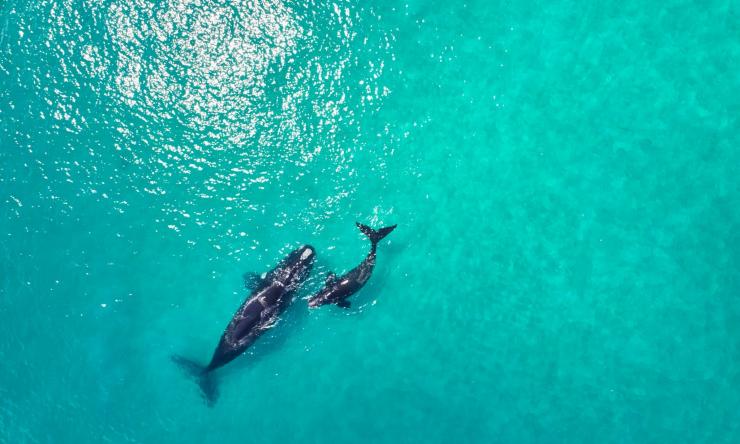 海洋中鲸鱼母子的鸟瞰图 © 澳大利亚西南部旅游局版权所有