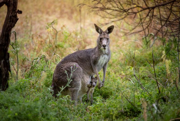 维多利亚州，塔希尔野生动物保护区，塔希尔沃古迪吉 © 澳大利亚旅游局版权所有