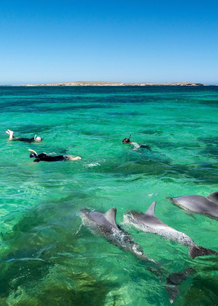 南澳大利亚州，艾尔半岛，拜尔得湾海洋生态体验之旅 © John Montesi 版权所有