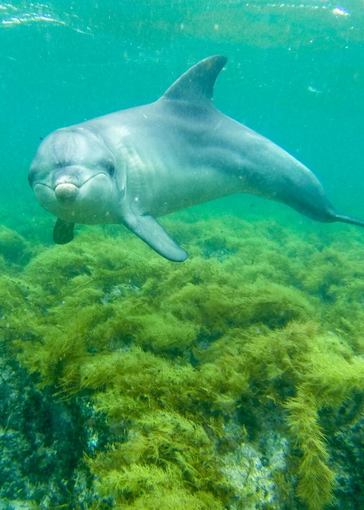南澳大利亚州，艾尔半岛，拜尔得湾，海豚 © 澳大利亚旅游局版权所有