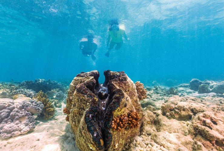昆士兰州，大堡礁，麦克马斯珊瑚礁 © 昆士兰州旅游及活动推广局版权所有