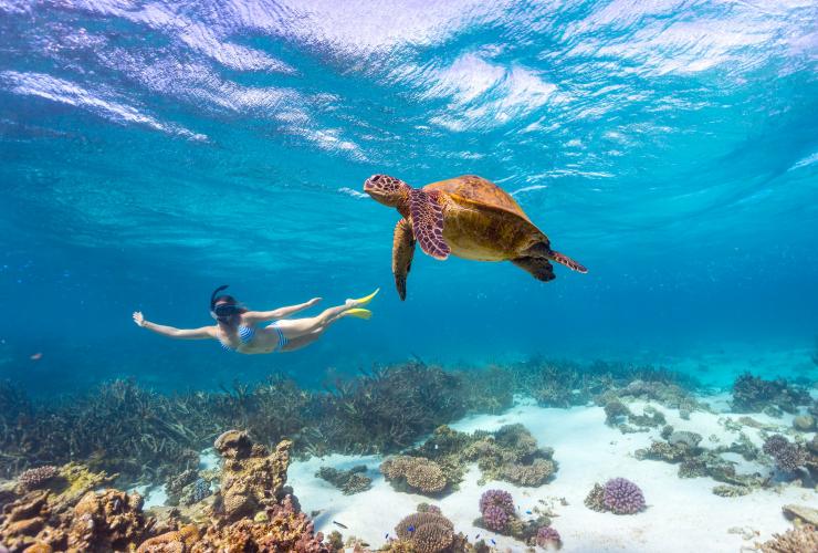 西澳大利亚州，宁加洛珊瑚礁，绿海龟 © 西澳大利亚州旅游局版权所有