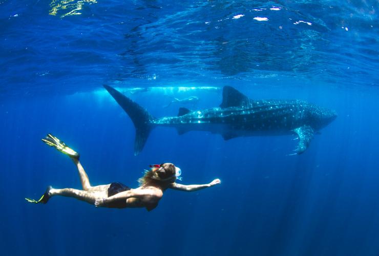 西澳大利亚州，埃克斯茅斯，宁加洛，鲸鲨 © Violeta Jahnel Brosig/Blue Media Exmouth 版权所有
