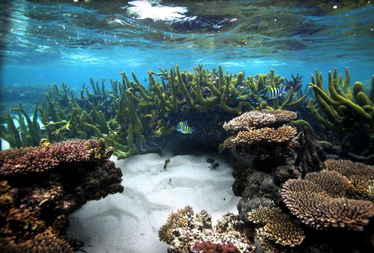 西澳大利亚州，宁加洛海洋公园，珊瑚湾 © 澳大利亚珊瑚海岸版权所有