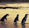 维多利亚州，菲利普岛天然公园，小企鹅 © 菲利普岛天然公园版权所有