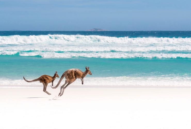 西澳大利亚州，埃斯佩兰斯，勒格兰德角国家公园，幸运湾 © 澳大利亚旅游局版权所有