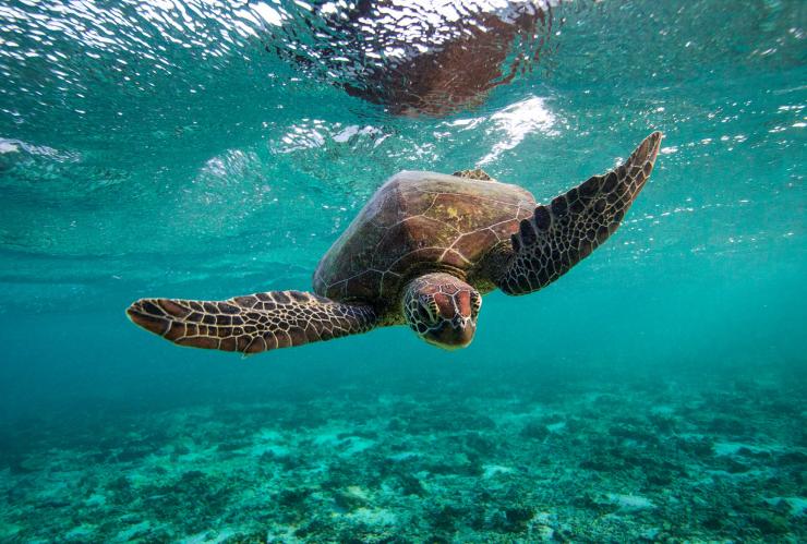 昆士兰州，南大堡礁，伊利特女士岛生态度假村，绿海龟 © 伊利特女士岛生态度假村版权所有