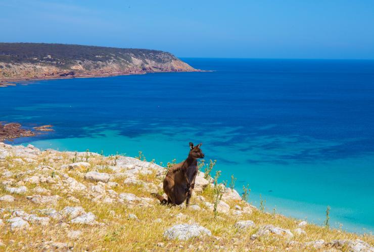 南澳大利亚州，袋鼠岛，司托克斯湾 © 南澳大利亚旅游局版权所有