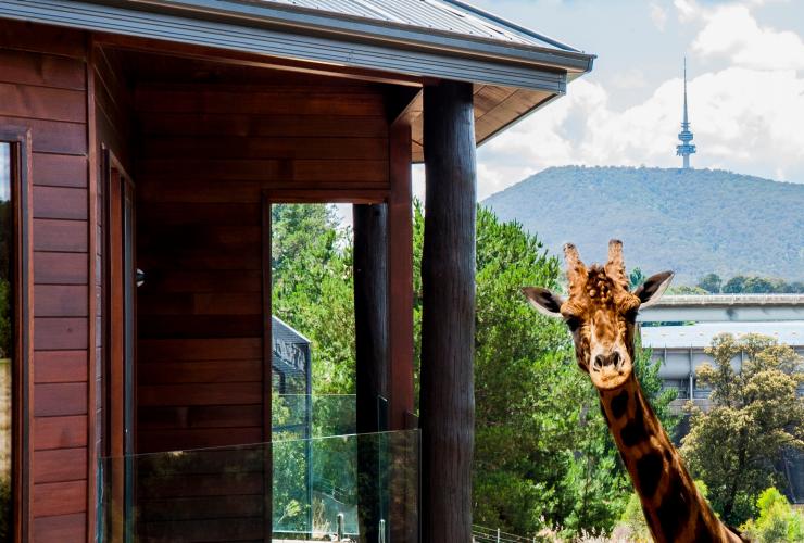 澳大利亚首都领地，堪培拉，一只长颈鹿将头靠近贾马拉野生动物旅舍的一幢别墅，朝镜头张望 © 堪培拉观光局版权所有