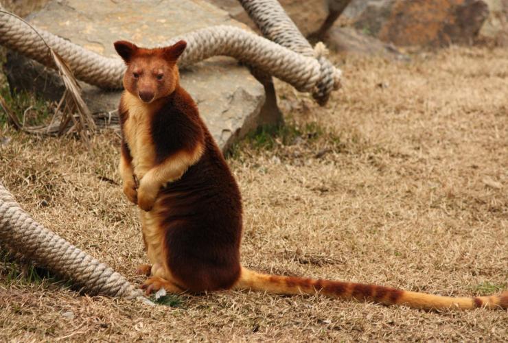澳大利亚首都领地，堪培拉，贾马拉野生动物旅舍，一只树袋鼠从围栏看向镜头 © 堪培拉观光局版权所有