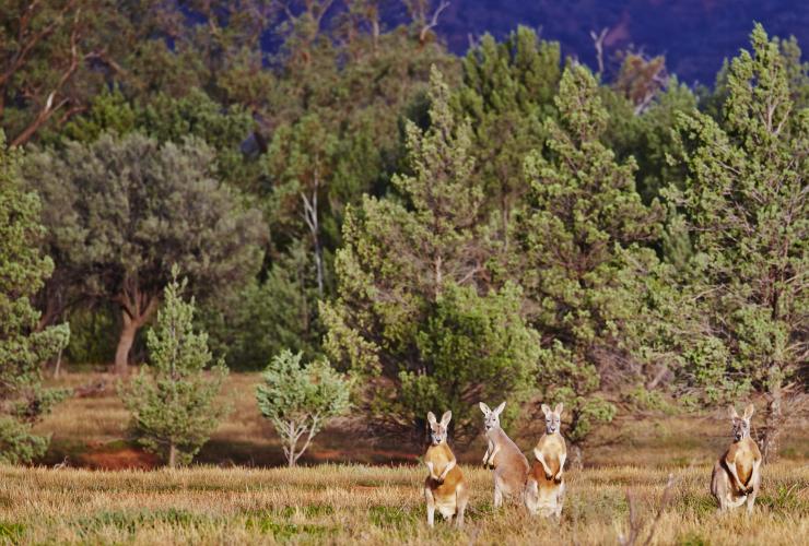 南澳大利亚州，弗林德斯山脉，一群袋鼠站在温斯尼公园牧场一片树林附近的草丛中 © Maxime Coquard 版权所有
