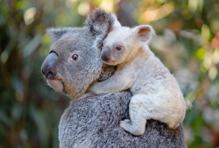 昆士兰州，毕尔瓦，澳大利亚动物园，考拉 © Ben Beaden / 澳大利亚动物园版权所有