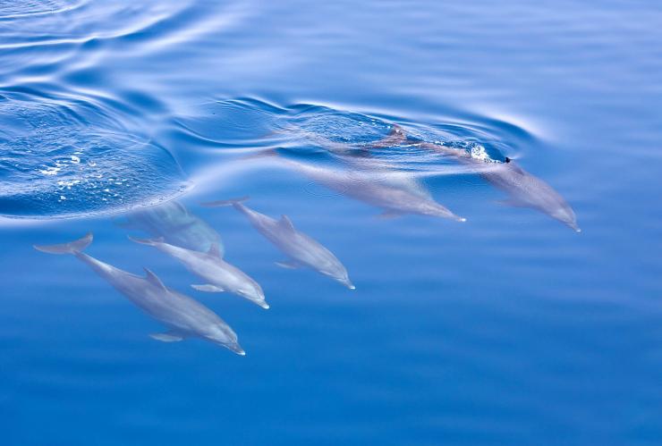新南威尔士州，杰维斯湾，观鲸和海豚巡游 © Jervis Bay Wild 版权所有