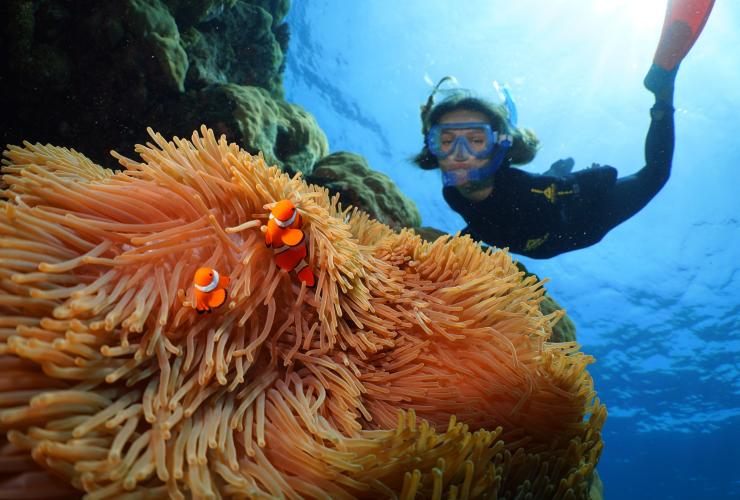 昆士兰州，大堡礁，阿金考特礁 © Silversonic Dive＆Snorkel 版权所有