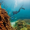 昆士兰州，海龙岛，大堡礁 © Paul Giggle，昆士兰州旅游及活动推广局版权所有