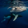 新南威尔士州，杰维斯湾，Dive Jervis Bay，座头鲸 © Dive Jervis Bay 版权所有