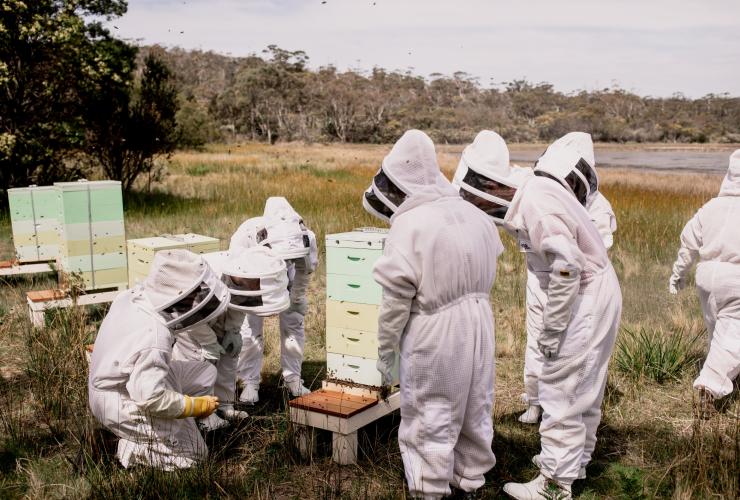 塔斯马尼亚州，赛菲尔菲欣纳酒店，一群人身穿防护服在通过养蜂体验学习养蜂 © 赛菲尔菲欣纳酒店版权所有