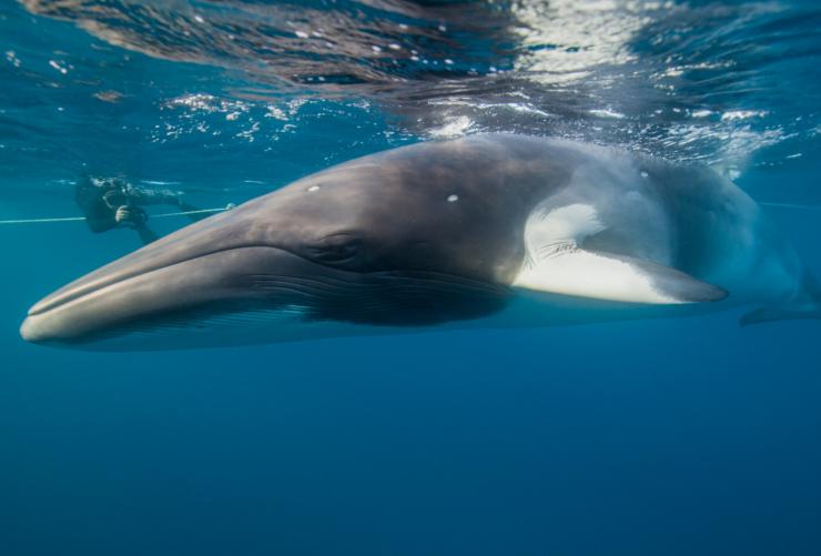 昆士兰州，凯恩斯，麦克博潜水探险之旅，小须鲸 © 麦克博潜水探险之旅版权所有