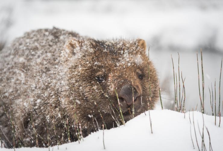 塔斯马尼亚州，摇篮山-圣克莱尔湖国家公园，雪地中的袋熊 © Paul Fleming 版权所有